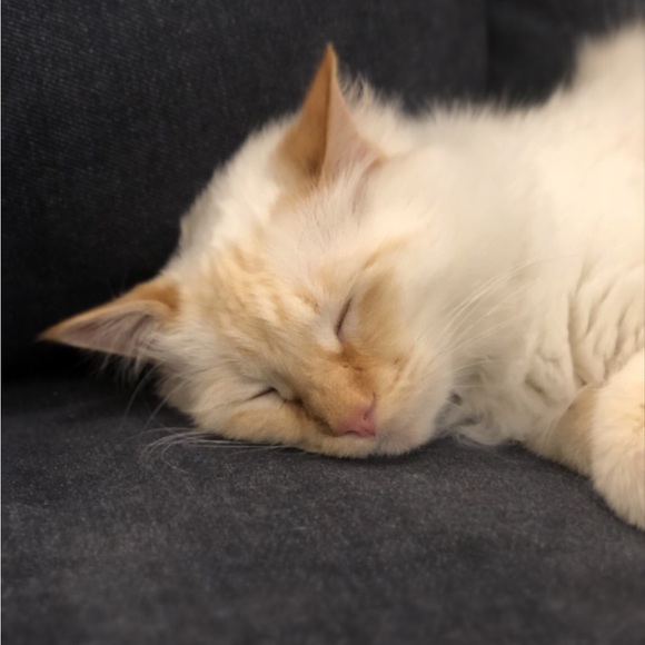 Meet your Posher, Anni - Picture 1 of 2